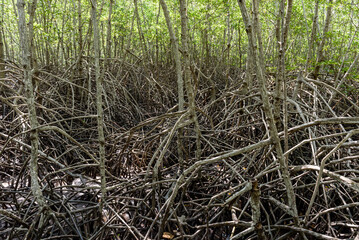 mangrove forest at Pran Buri Forest Park, Prachuap Khiri Khan, Thailand.