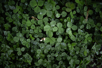 Foliage nature green background. Bokeh Oxalis triangularis, after the rain. close up selective focus