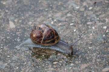 Un escargot sous la pluie