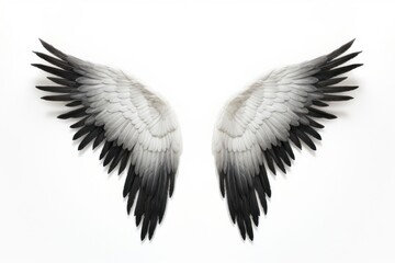 Flying white wing bird.