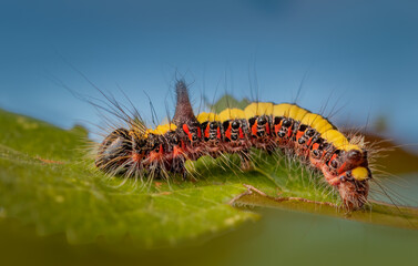 Grey dagger moth larva - Acronicta psi