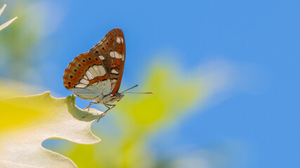 Southern White Admiral - Limenitis reducta