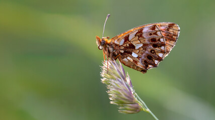 Weaver's Fritillary - Boloria dia