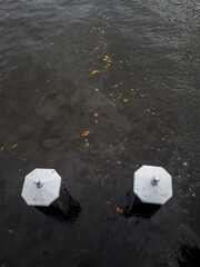 Autumn leaves float on the dark water near two wooden piers in Leiden, Netherlands. The serene scene captures the beauty of seasonal change and nature’s interaction with man-made structures.