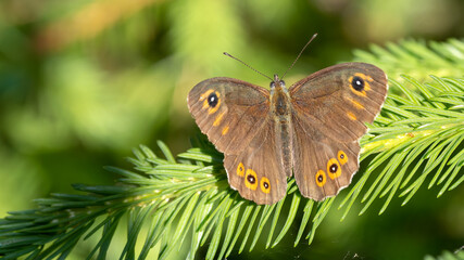 Obraz premium Large wall brown - Lasiommata maera