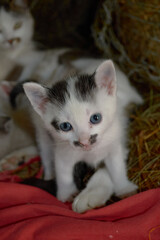 Cute kittens in cozy indoor and rustic village settings. Fluffy, bright-eyed, playful kittens on a soft blue blanket and nestled in straw, perfect for pet, rural, or cozy-themed projects.