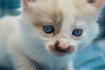 Cute kittens in cozy indoor and rustic village settings. Fluffy, bright-eyed, playful kittens on a soft blue blanket and nestled in straw, perfect for pet, rural, or cozy-themed projects.