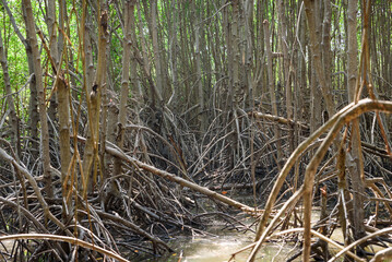 mangrove forest at Pran Buri Forest Park, Prachuap Khiri Khan, Thailand.