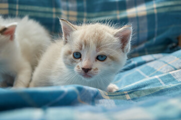 Cute kittens in cozy indoor and rustic village settings. Fluffy, bright-eyed, playful kittens on a soft blue blanket and nestled in straw, perfect for pet, rural, or cozy-themed projects.