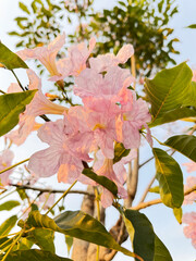 image of pink tabebuia flower blooming 