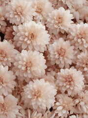 A soft and pastel-toned macro photograph of blooming chrysanthemums, capturing the intricate details of each petal.