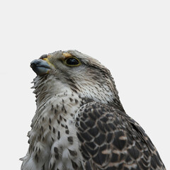 Falcon portrait on an isolated background