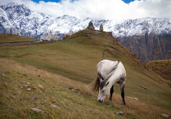 Fototapeta premium Horses of Kazbegi, Georgia