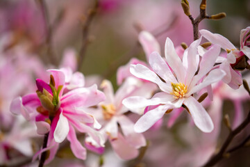 Blooming magnolia in spring. Beautiful buds of pink flowers close-up with blurred space for text.