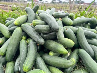 cucumbers harvest from the field