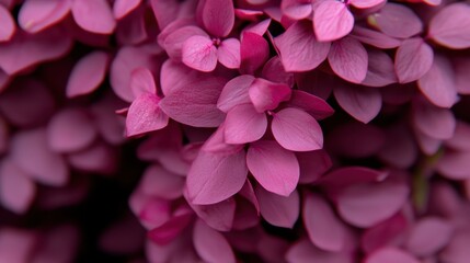 Fototapeta premium Pink Hydrangea Blooms: A close-up macro shot of delicate, vibrant pink hydrangea blossoms, showcasing their intricate textures and soft, velvety petals.