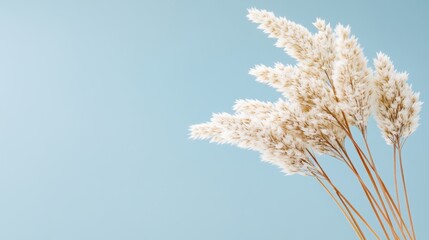 Dried Pampas Grass on Blue Background:  A delicate bunch of dried pampas grass stands tall against a serene blue background, creating a minimalist and calming aesthetic. The soft.