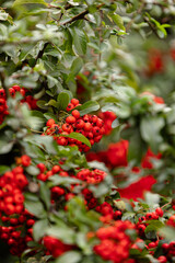 Obraz premium Heart of Nature: Red Berries and Green Leaves 
