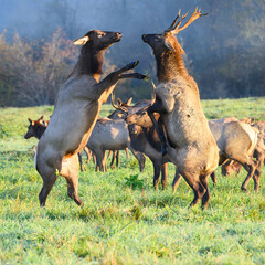 Male and female elk raised up on hind legs challenge face to face in morning meadow in sunlight