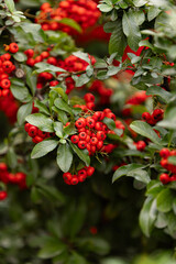 Heart of Nature: Red Berries and Green Leaves 