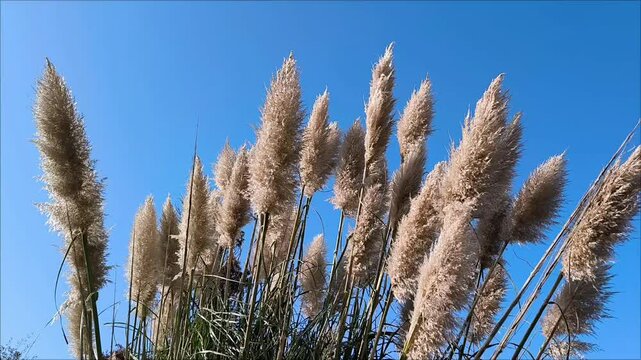 White plumes like flowers of pampas grass moving in the soft wind in blue sky background, hd video of Cortaderia selloana