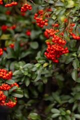 Heart of Nature: Red Berries and Green Leaves 