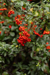 Heart of Nature: Red Berries and Green Leaves 