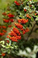 Obraz premium Heart of Nature: Red Berries and Green Leaves 
