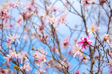 Blooming magnolia in spring. Beautiful buds of pink flowers close-up with blurred space for text.