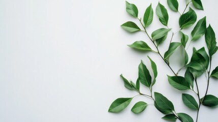 Green Leaves on White Background: Minimalist Nature Photography