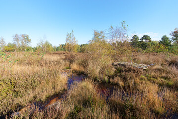 Pond in Coquibus heathland. Fontainebleau forest
