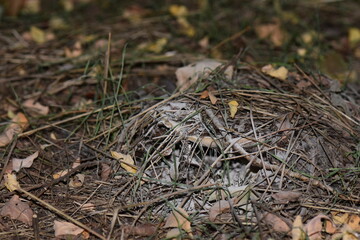 milk mushroom under black moss on the ground