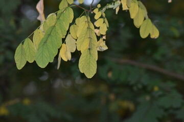 Autumn acacia leaves on a tree, close-up, natural background
