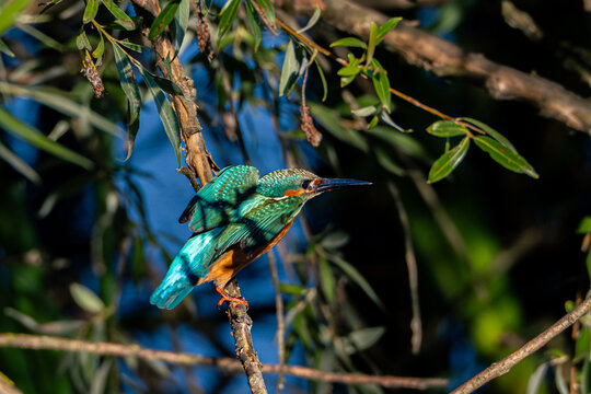 startujący zimorodek