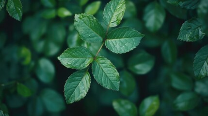 Close-up of green leaves
