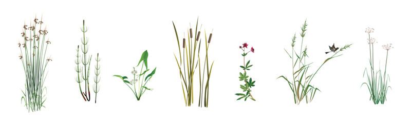 Lake reed, swamp horsetail, arrowhead, cattail, cane, marsh cinquefoil, umbrella rush. Aquatic and coastal plants realistic drawings set isolated on white background.
