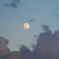 Moon next to the wings of freedom