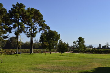 Gramado com grandes árvores