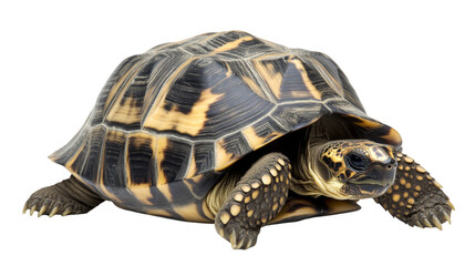 Fototapeta premium PNG Close-up of a Turtle with a Striking Shell Pattern Isolated on Transparent Background