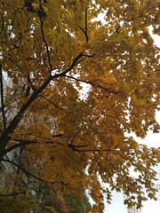 Autumn trees with leaves on the background of the house. Urban autumn landscape. The city in autumn weather, Rainy autumn cityscape. Photo of the city in autumn, the yellow foliage of a tree.
