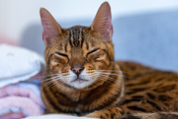 Portrait of a Bengal cat in the apartment