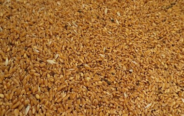 Dry gold grain as background, top view. Amber grains are clearly visible in the photos, there is a...