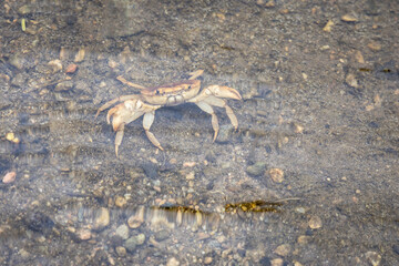 Crab in Fresh Clear Shallow River Water During Morning