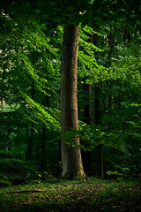 Pnie drzew Sosnowych © Stefan