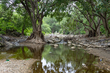 Fototapeta premium Tranquil Rainforest Scene with Calm river Water and Dense Greenery at Morning