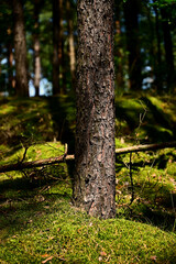 Pnie drzew Sosnowych © Stefan