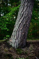 Pnie drzew Sosnowych © Stefan