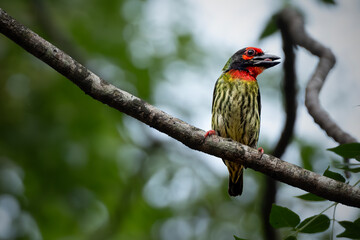 Coppersmith barbet feeding the baby