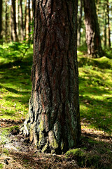 Pnie drzew Sosnowych © Stefan