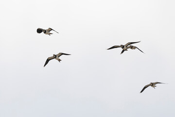 Northern Lapwing Vanellus vanellus in flight in Central France